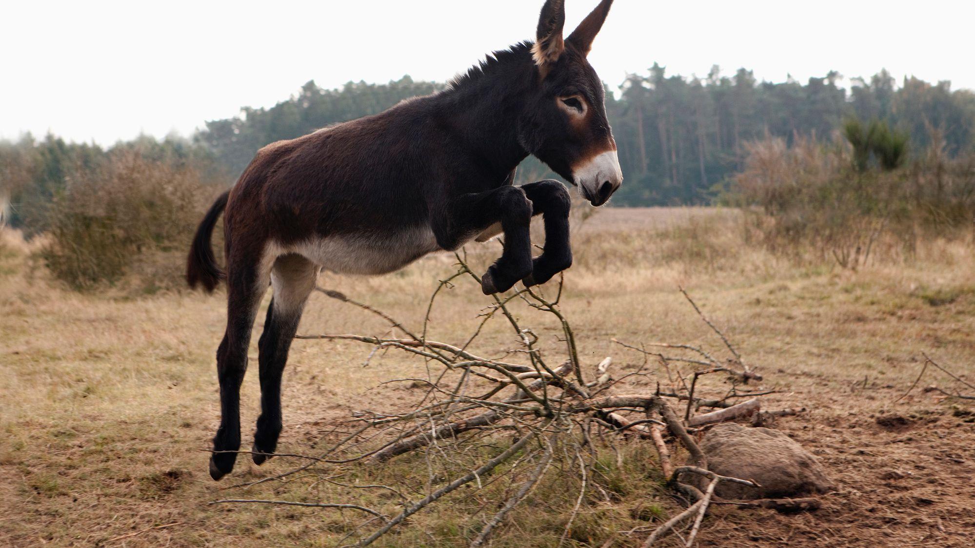 Donkey, the perfect symbol